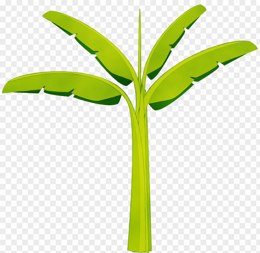 Palm Tree PNG