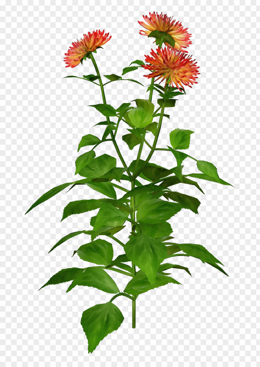 Perennial Plant Annual Flower Distaff Thistles Herbaceous PNG