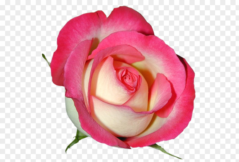 Pink Rose Clipart Image Garden Roses Clip Art PNG