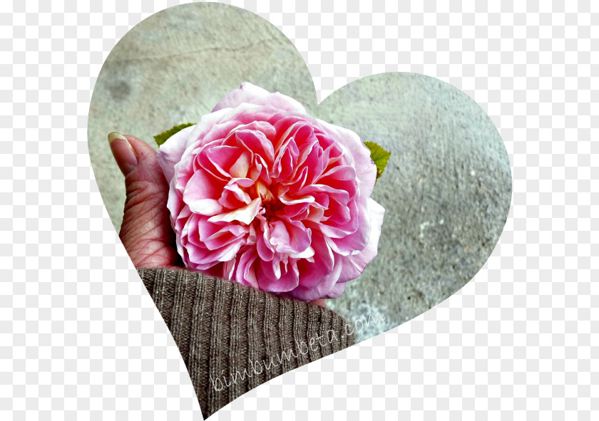 Bim Bum Bam Cabbage Rose Cut Flowers Petal Peony Camellia PNG