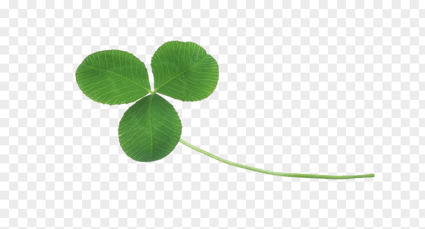 Clover Four-leaf White PNG