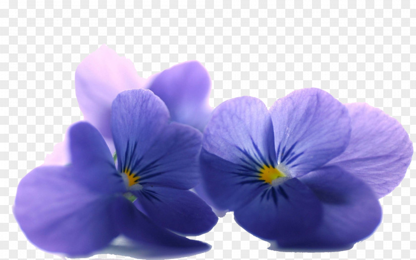 Flower Desktop Wallpaper Petal Violet Blue PNG