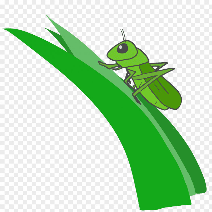 Insect Caelifera Clip Art PNG