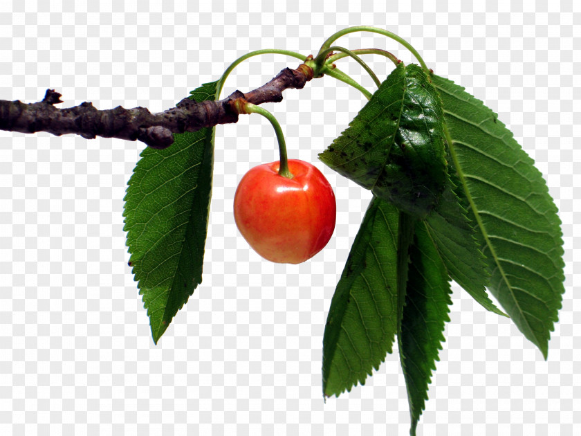 Passion Fruit Cherry Of The Holy Spirit Cerasus Clarofolia Leaf PNG