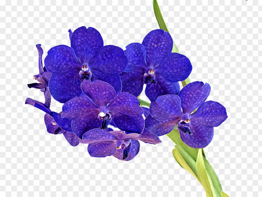 Flowers BLUE Orchids Cut Script Typeface PNG