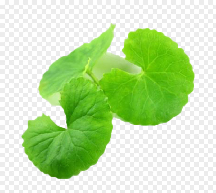 Gotu Kola Centella Asiatica Medicinal Plants Skin Leaf PNG