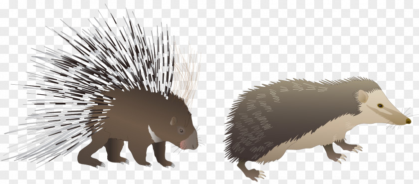 Cartoon Hedgehog Euclidean Vector PNG