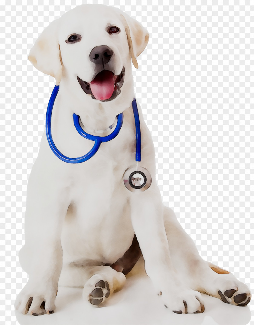 Dog Cat Pet Veterinarian Puppy PNG