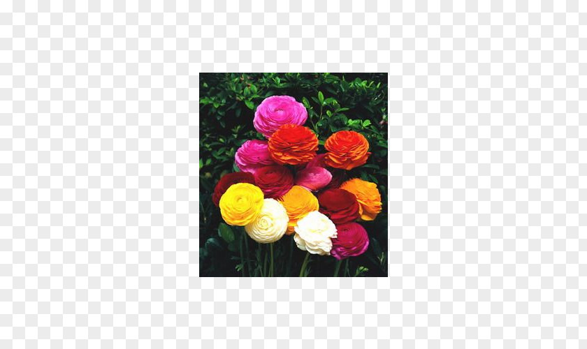 Flower Ranunculus Asiaticus Bulb Garden Plant PNG