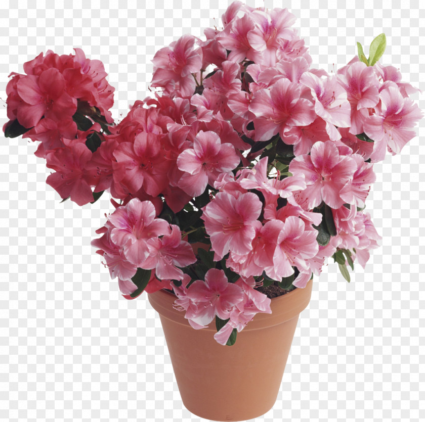 Flowerpot Flower Bouquet Houseplant Birthday Floristry PNG