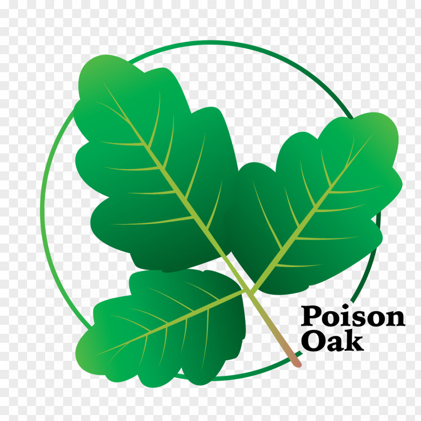 Oak Leaf Cartoon Flowering Plant Clip Art Poison Ivy Vine PNG