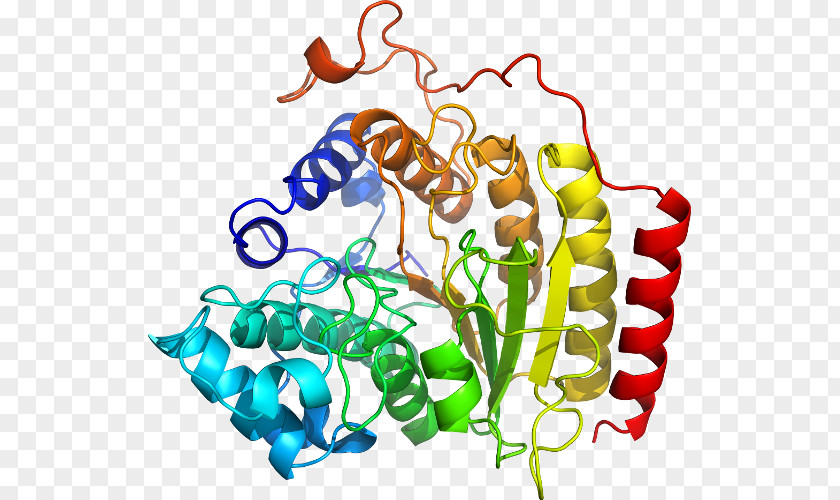 SLC3A2 CD98 Membrane Transport Protein Solute Carrier Family PNG