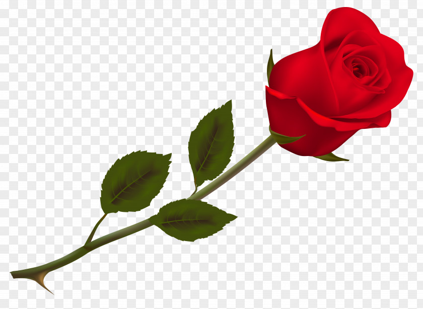 Transparent Beautiful Red Rose Picture Wallpaper PNG