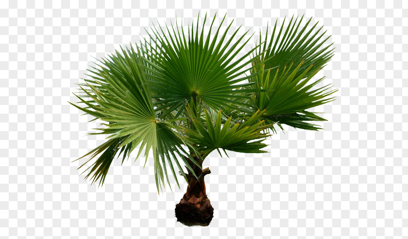Tropik Arecaceae Clip Art PNG