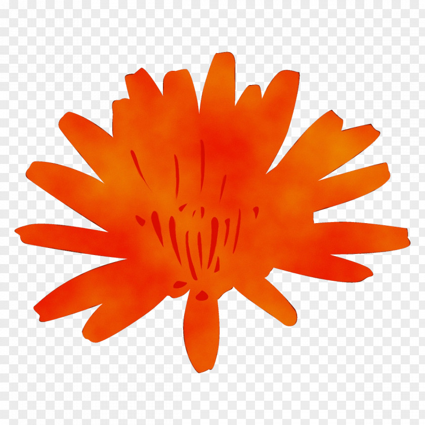 Calendula Plant Orange PNG