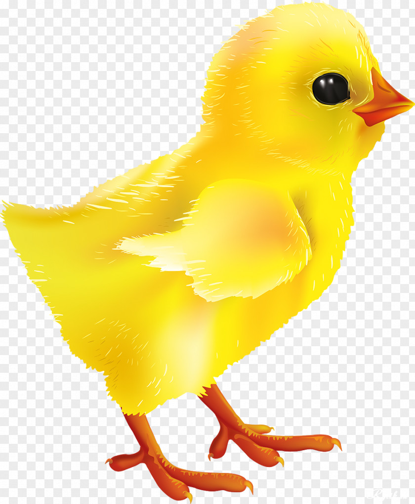 Chick Kifaranga Chicken Stock Photography Clip Art PNG