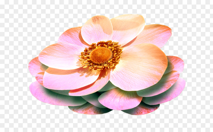 Flower Animation Clip Art PNG