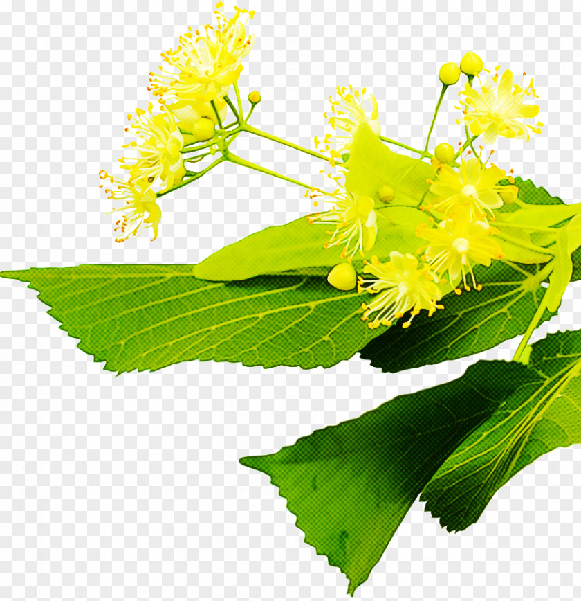 Mimosa PNG