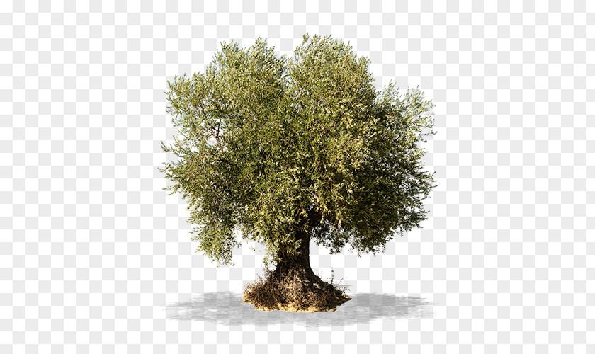 Olive Branch Tree Stock Photography PNG