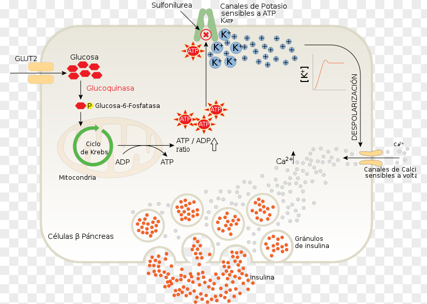 Secretion Insulin Beta Cell Sulfonylurea Pancreas Diabetes Mellitus Type 2 PNG