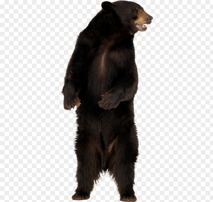 Ara American Black Bear Polar Giant Panda Grizzly PNG