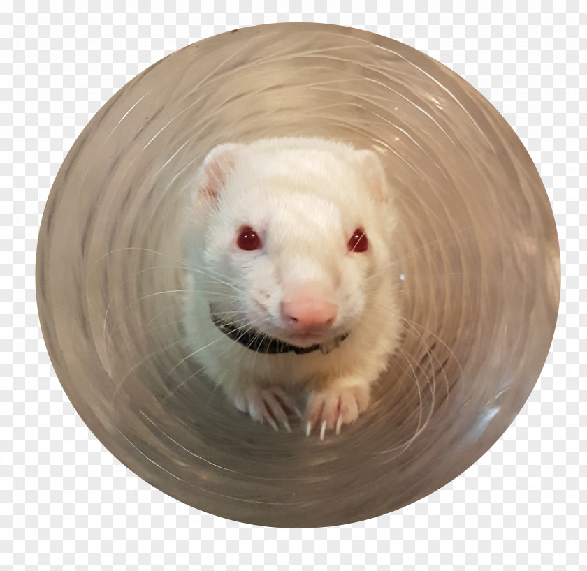 Ferret Rat Weasels Murids Snout PNG