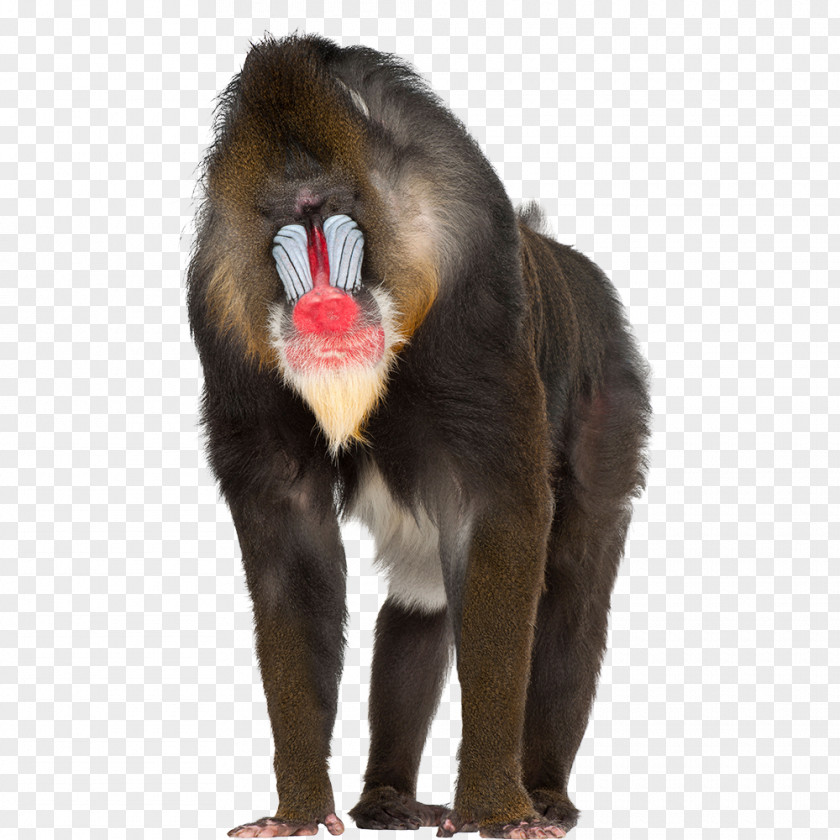 Gorilla Mandrill Baboons Primate Macaque Monkey PNG
