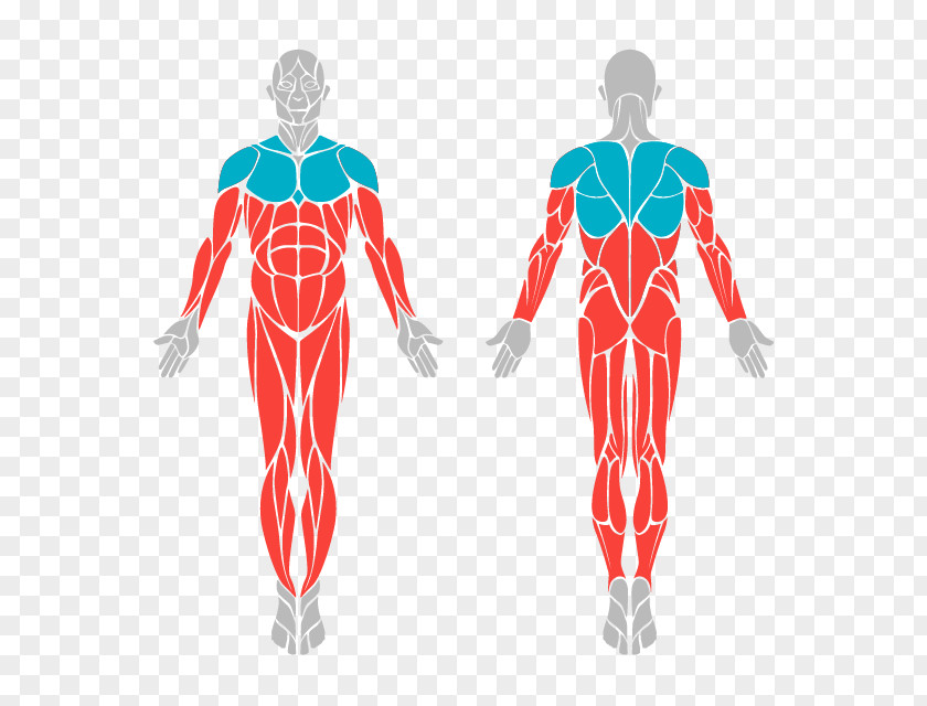 Gym 608 Human Body Skeleton And Muscles Anatomy Knee PNG
