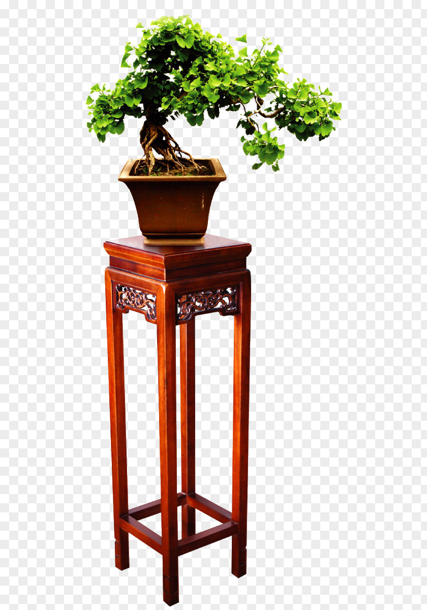 Potted Plants Bonsai Furniture Plant Google Images PNG