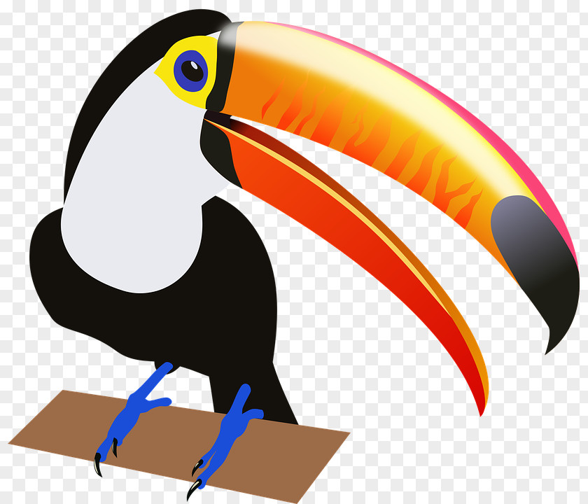 Tukan Toucan Bird Clip Art PNG