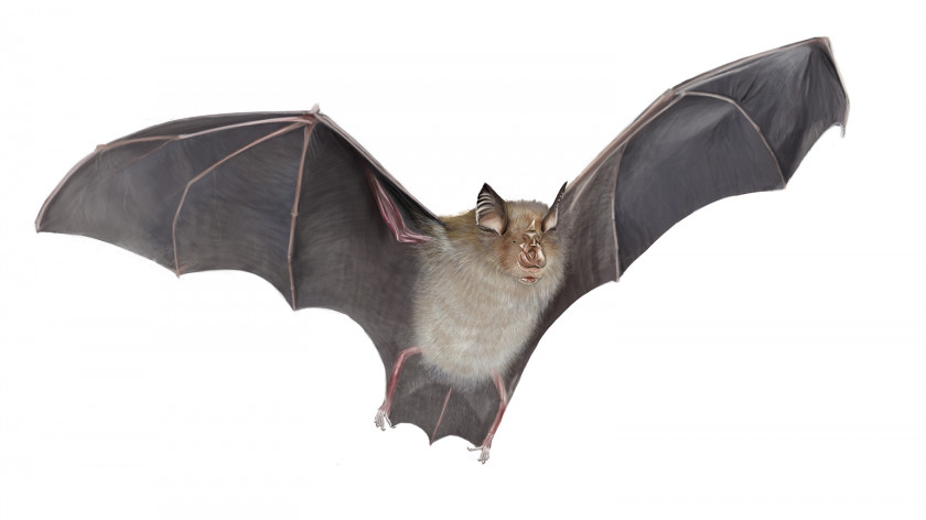 Bat Horseshoe Royalty-free Digital Illustration PNG