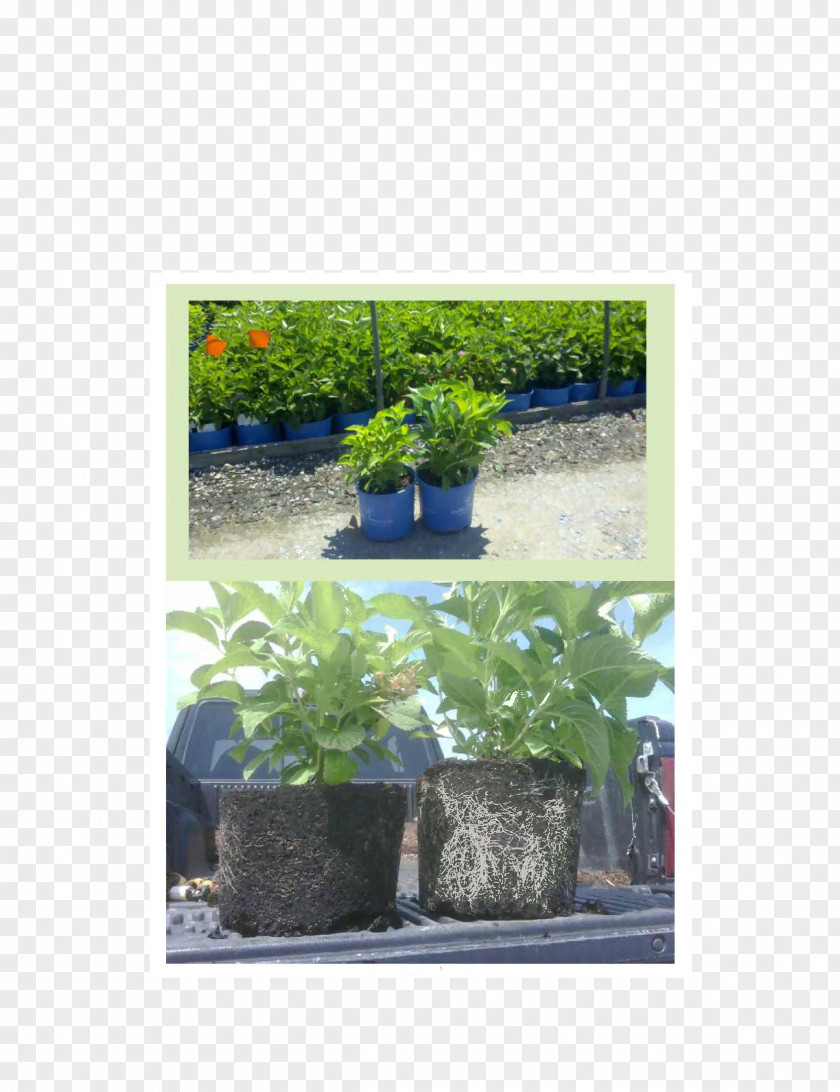 Hydrangea Plant Flowerpot Fertilisers Houseplant Peat PNG
