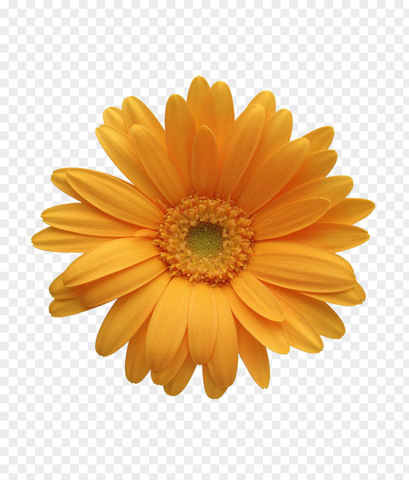 Orint Transvaal Daisy Common Clip Art Color PNG