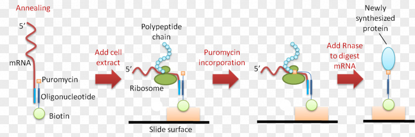 Puromycin Cell-free Protein Array Synthesis Microarray PNG