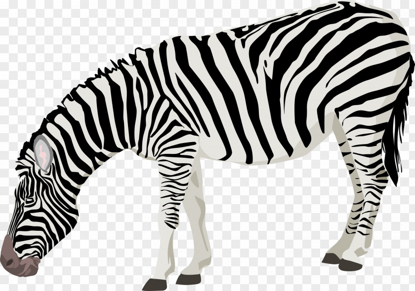Zebra Photos Clip Art PNG