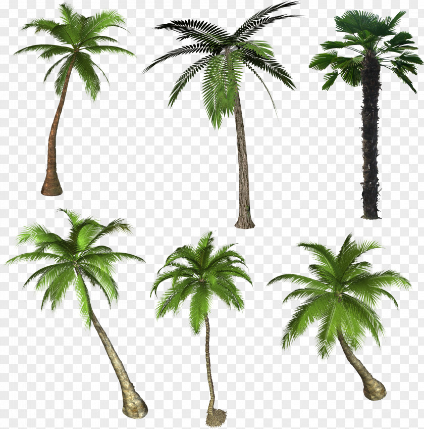 Palm Tree Arecaceae Flowering Plant Drawing PNG