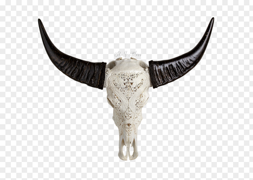 Buffalo Skull Animal Skulls Horn Bone Head PNG