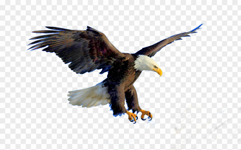 Eagle Bald Bird Clip Art PNG