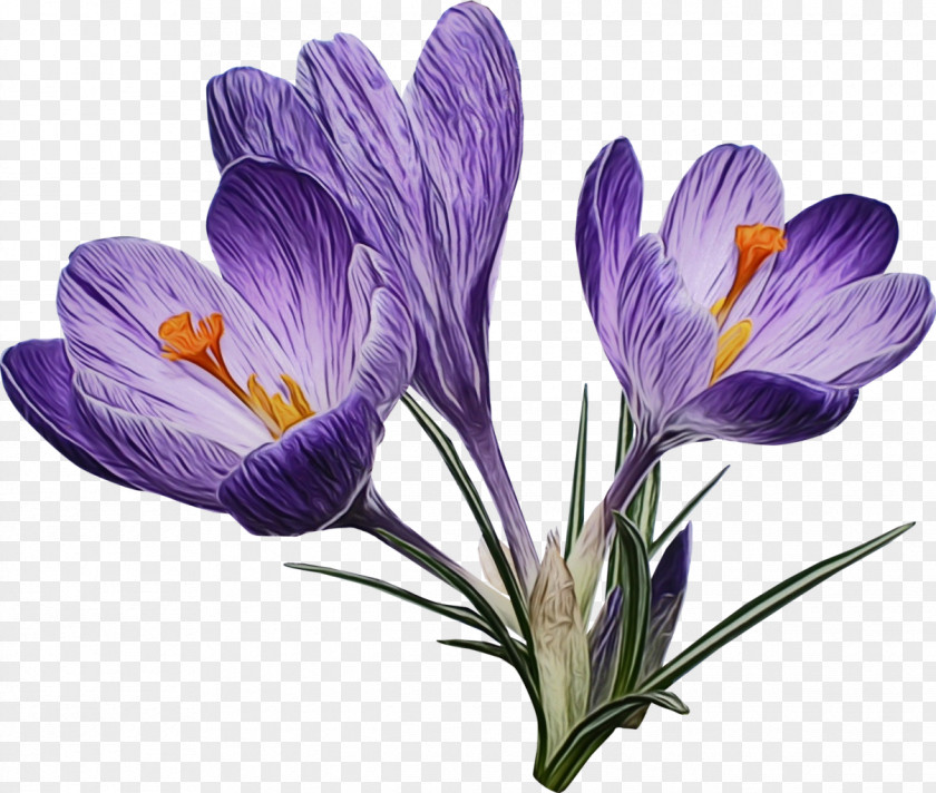 Flower Cretan Crocus Tommie Plant PNG