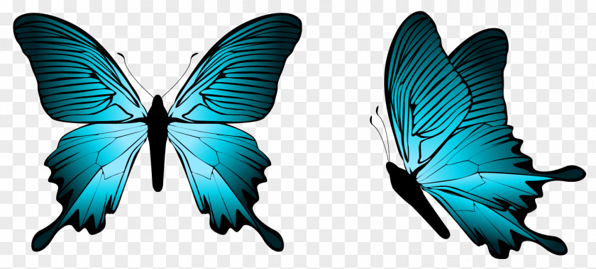 Blue Butterfly Clipart Image Clip Art PNG