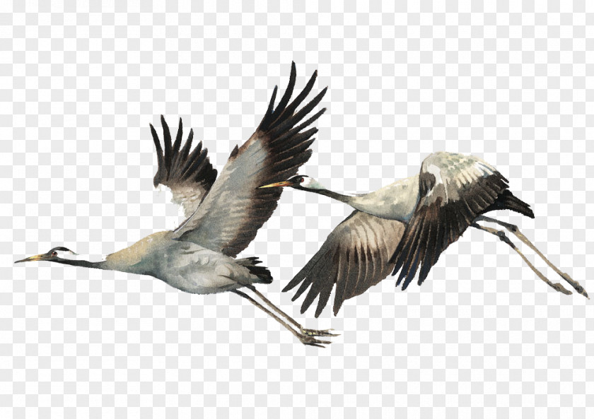 Crane Bird Watercolor Painting Illustration PNG