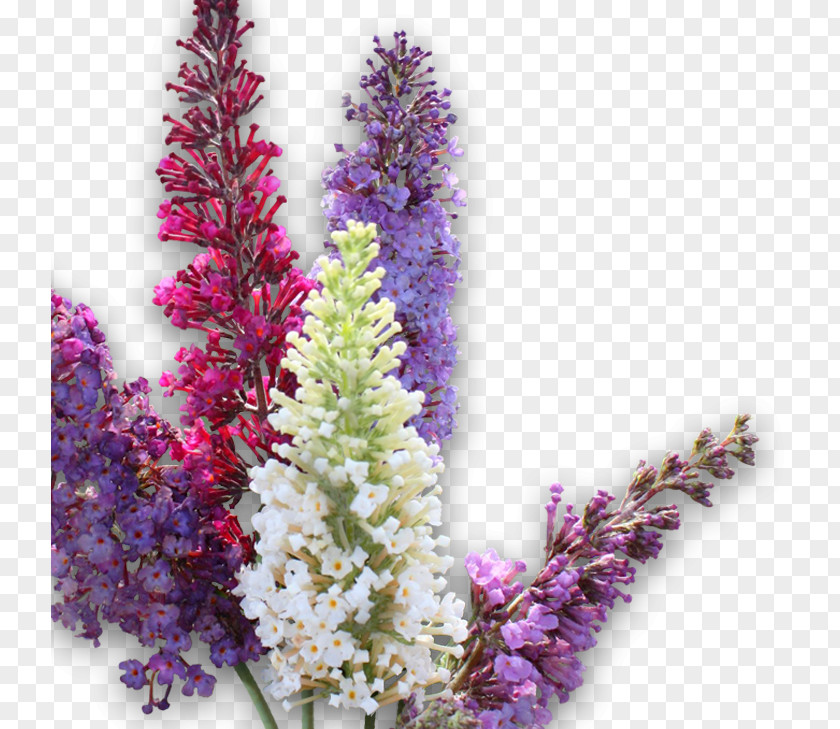 Dwarf English Lavender Shrub Plant Buddleja Alternifolia Davidii 'Monum' = Nanho Purple PNG