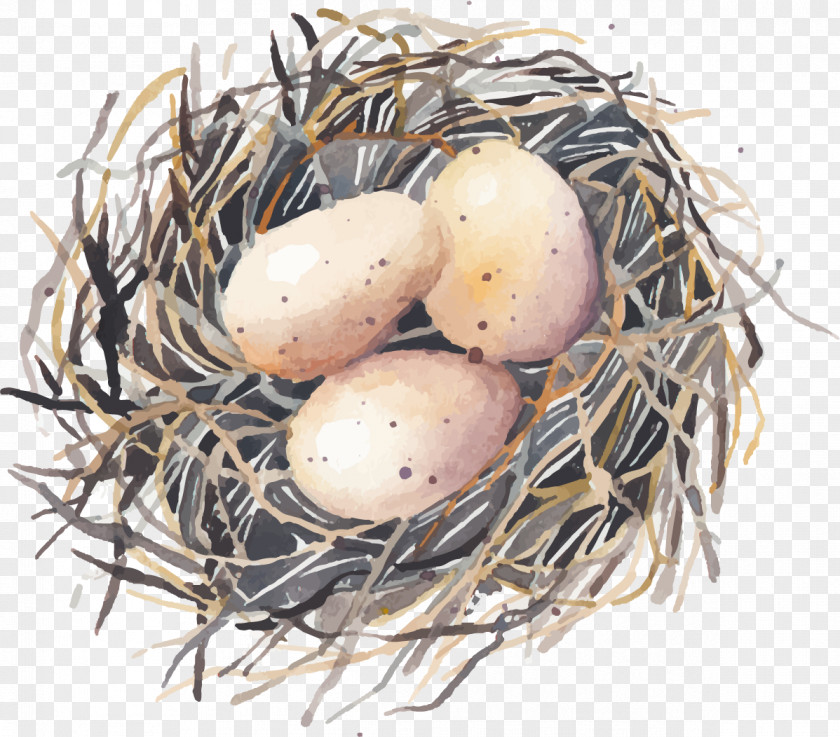 Hand Painted Bird Eggs Nest Swallow PNG