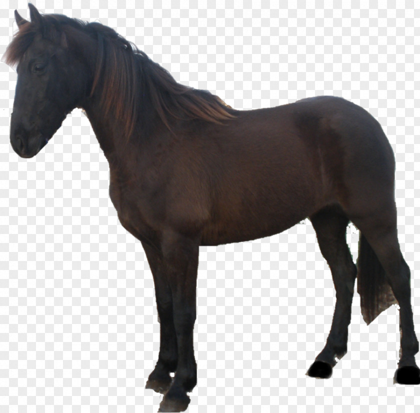 Mustang Mare Foal Stallion Rein PNG
