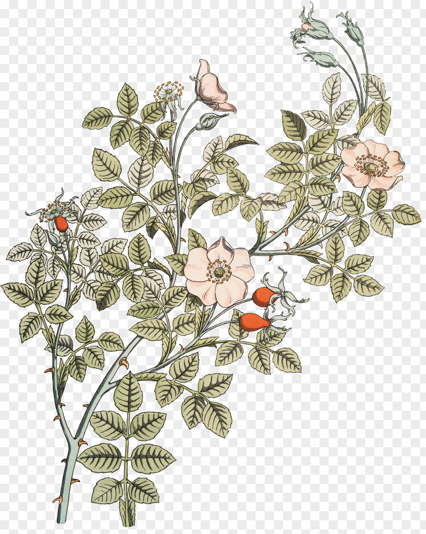 Rose Botanical Illustration Botany Drawing PNG