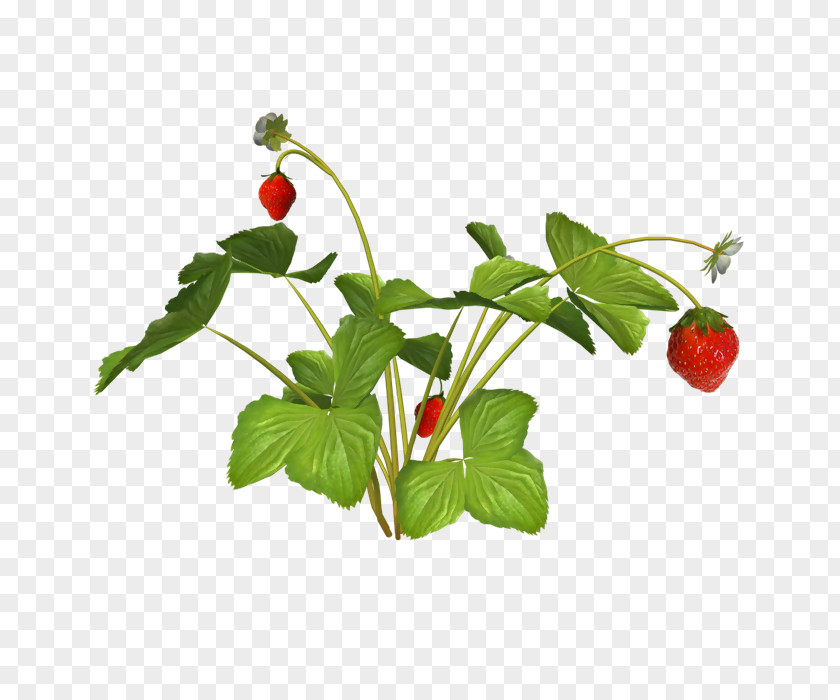 Strawberry Clip Art PNG