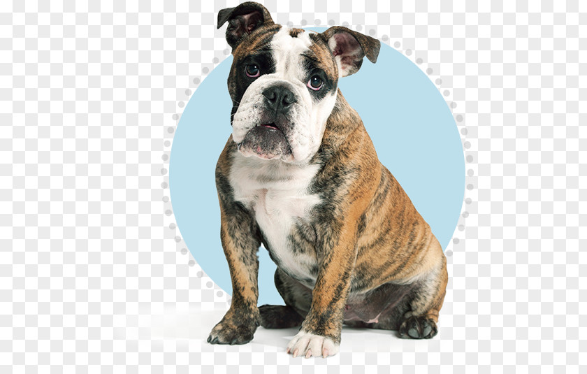 Dorset Olde Tyme Bulldogge English Australian Bulldog American Toy PNG