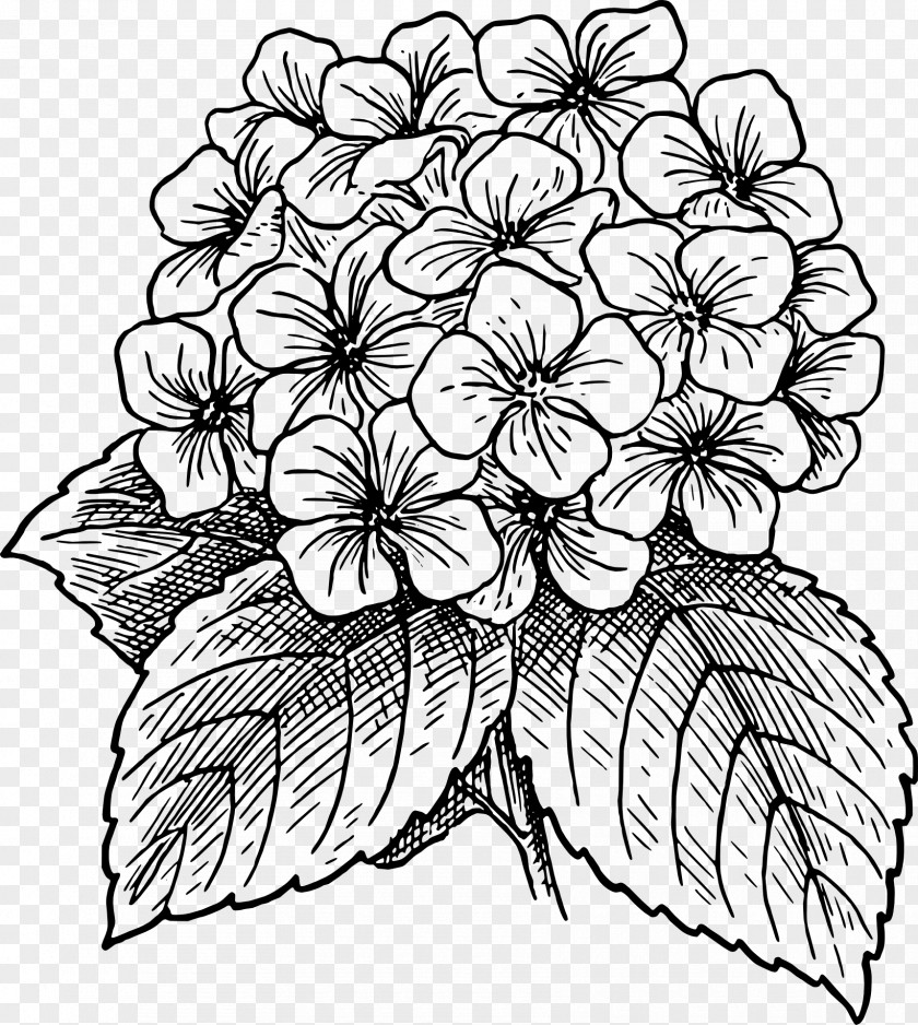 Drawing Flower Hydrangea Color Clip Art PNG