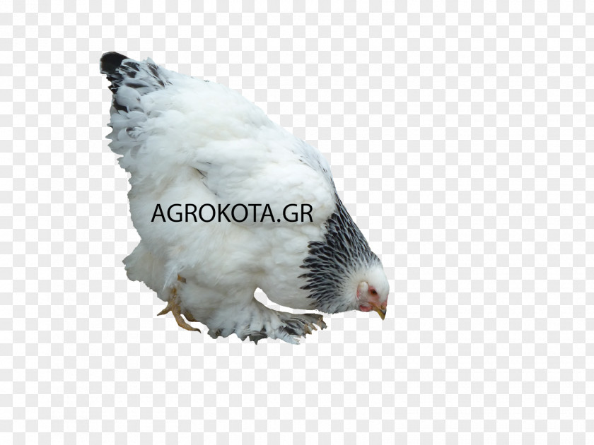 Hen Species Australorp Bird Chicken As Food Poultry Breed PNG