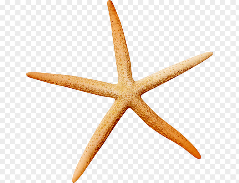 Ocean Starfish Icon PNG